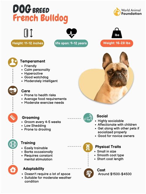 french bukk|French Bulldog: Dog Breed Characteristics & Care